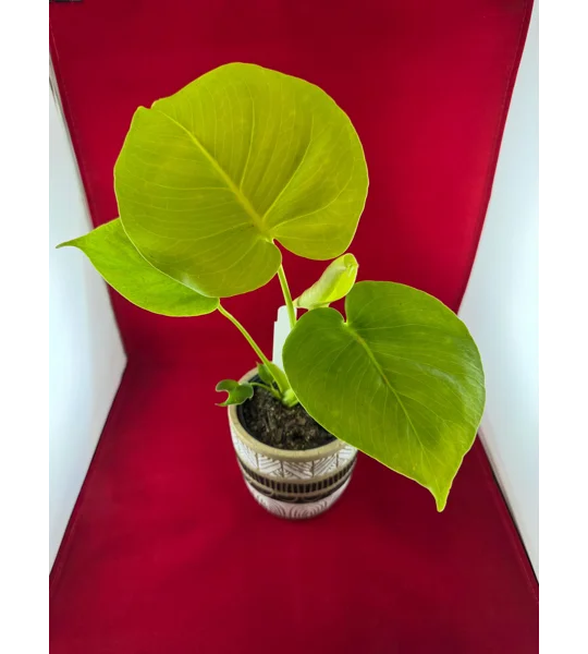 Monstera ‘Lemon Lime’ Deliciosa 4