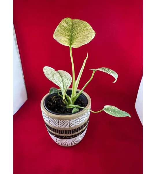 4” Monstera Deliciosa ‘White Monster’ (Very High Color)
