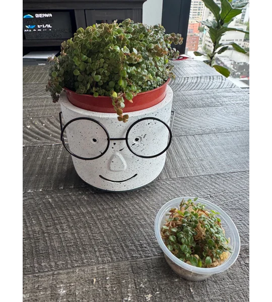 Baby Toes - Pilea Depressa ‘Sao Paulo’ - Plant Start Propagation Kit
