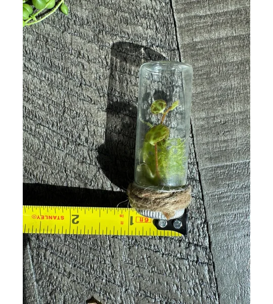 Handmade Teeny Tiny Terrarium - String Of Turtles - Peperomia Prostrata