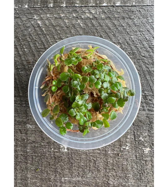 Baby Toes - Pilea Depressa ‘Sao Paulo’ - Plant Start Propagation Kit