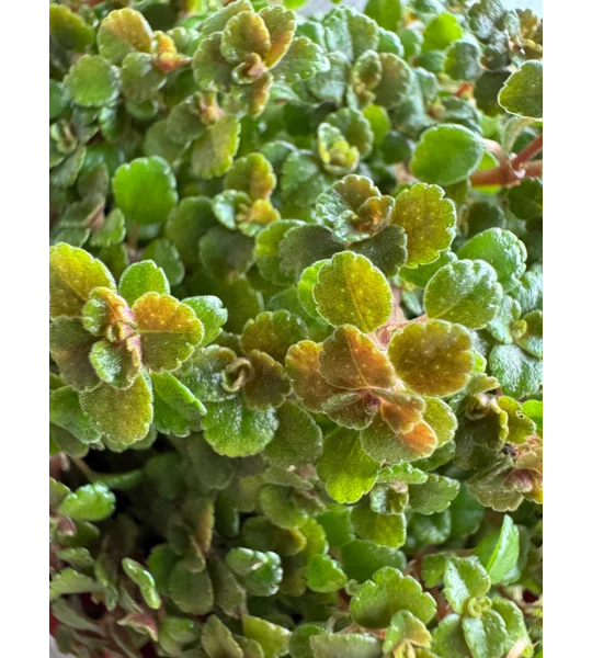 Baby Toes - Pilea Depressa ‘Sao Paulo’ - Plant Start Propagation Kit