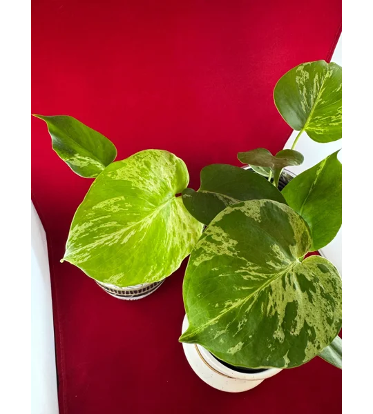 Monstera Bulbasaur Variegated 4