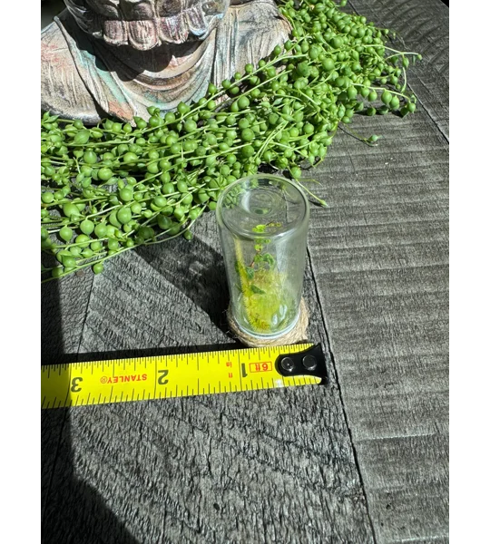 Handmade Teeny Tiny Terrarium - String Of Frogs - Ficus Pumila