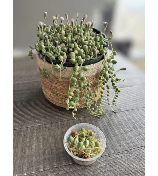 Variegated String of Pearls - Senecio Rowleyanus - Succulent Cutting in Prop Cup