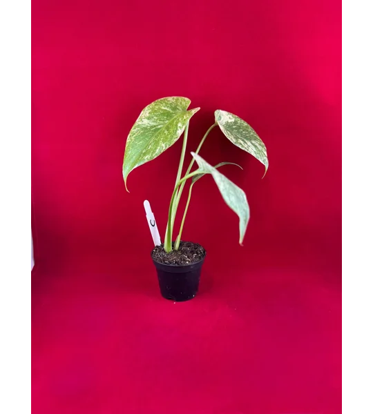 Monstera Deliciosa 'Mint Variegated' – High Color Plant (2 inch Potted)