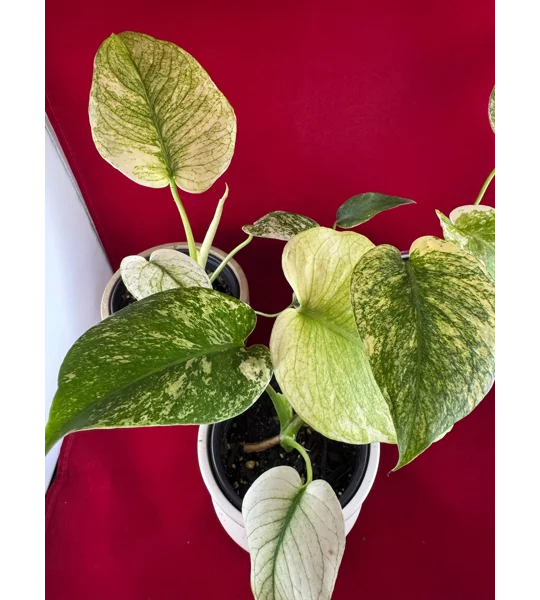 4” Monstera Deliciosa ‘White Monster’ (Very High Color)