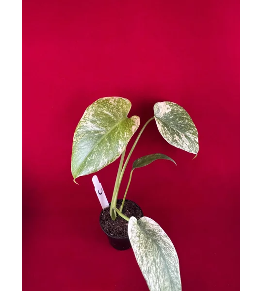 Monstera Deliciosa 'Mint Variegated' – High Color Plant (2 inch Potted)
