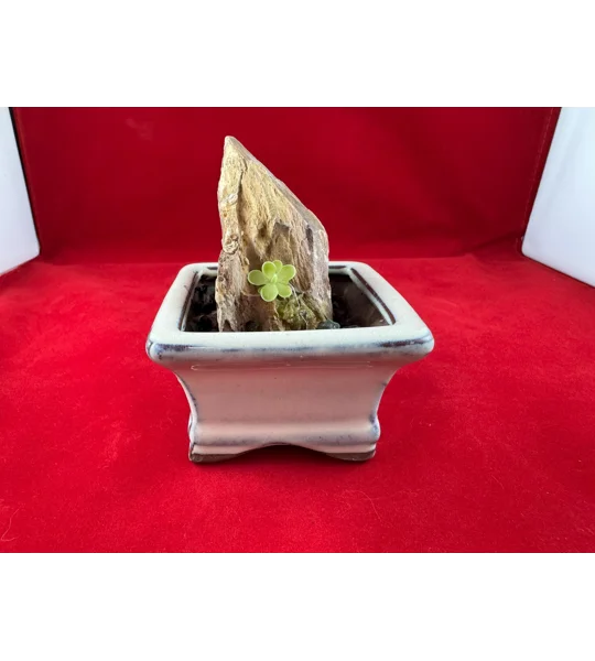 Complete Pinguicula Rock Display Kit (Pingdom)