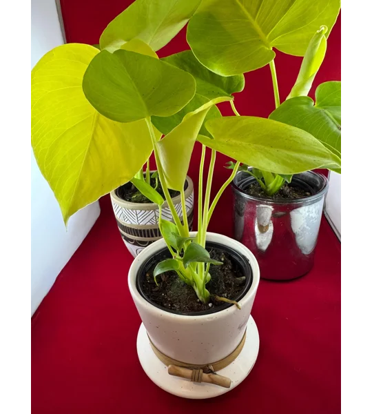 Monstera ‘Lemon Lime’ Deliciosa 4