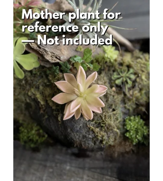 Butterwort - Pinguicula ‘Estrellita’ - Carnivorous Plant Start