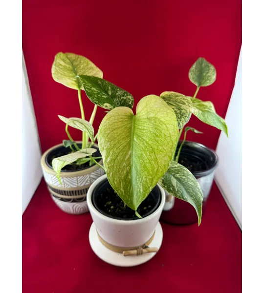 4” Monstera Deliciosa ‘White Monster’ (Very High Color)