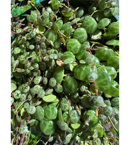 String Of Turtles - Peperomia Prostrata - 2” Pot