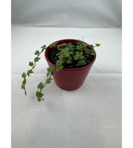 String Of Frogs - Ficus Pumila - Live Potted Plant - Creeping Fig