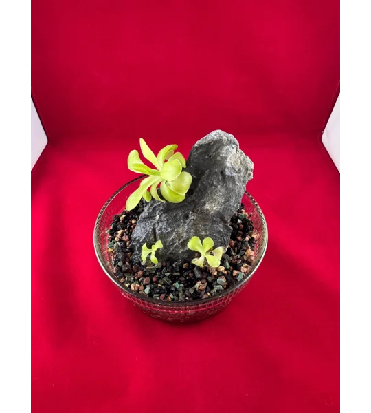Complete Pinguicula Rock Display Kit (Pingdom)