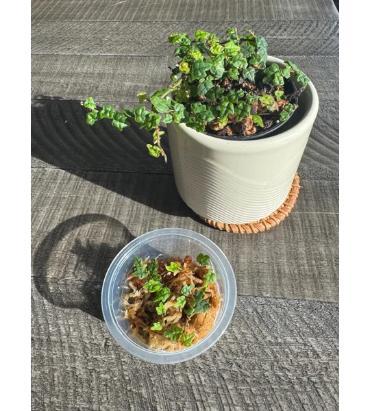 String Of Frogs - Ficus Pumila - Plant Start Propagation Kit - Creeping Fig