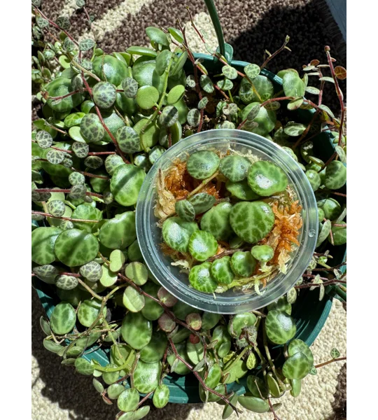 String Of Turtles - Peperomia Prostrata - Plant Start Propagation Kit