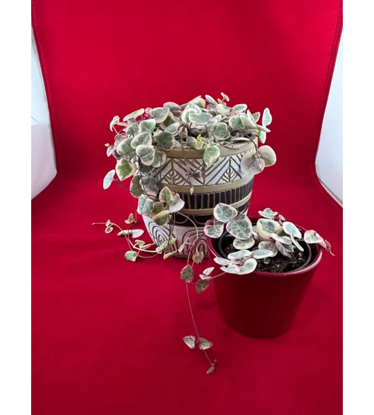 Variegated String Of Hearts - Ceropegia woodii - Potted Plant
