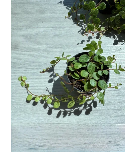 String Of Turtles - Peperomia Prostrata - 2” Pot
