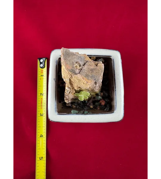 Complete Pinguicula Rock Display Kit (Pingdom)