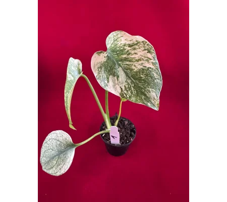 Monstera Deliciosa 'Mint Variegated' – High Color Plant (2 inch Potted)