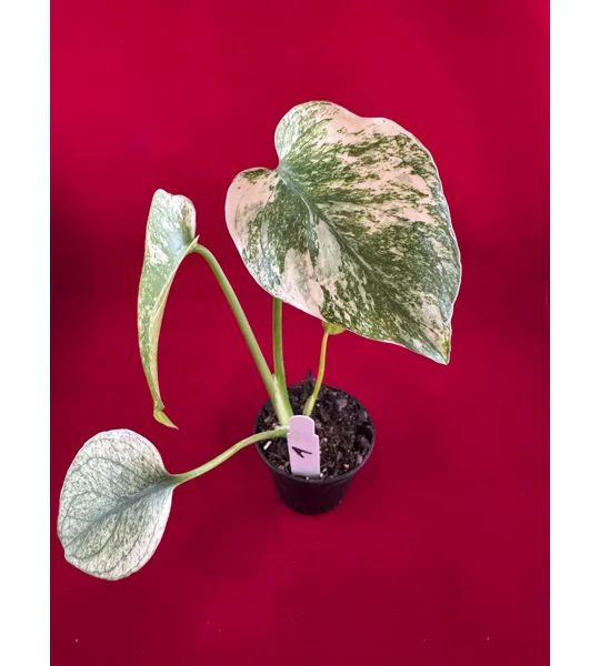 Monstera Deliciosa 'Mint Variegated' – High Color Plant (2 inch Potted)