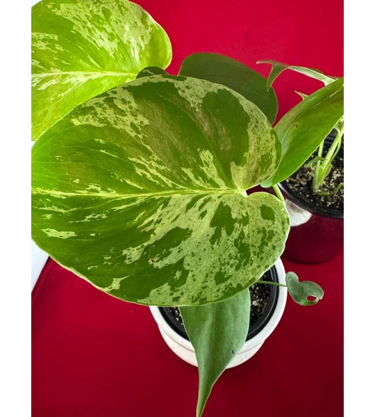 Monstera Bulbasaur Variegated 4