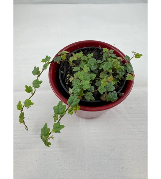 String Of Frogs - Ficus Pumila - Live Potted Plant - Creeping Fig