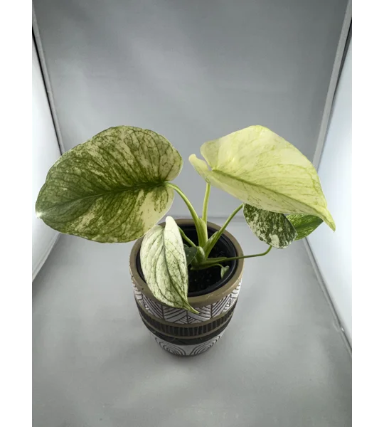 4” Monstera Deliciosa ‘White Monster’ (Very High Color)