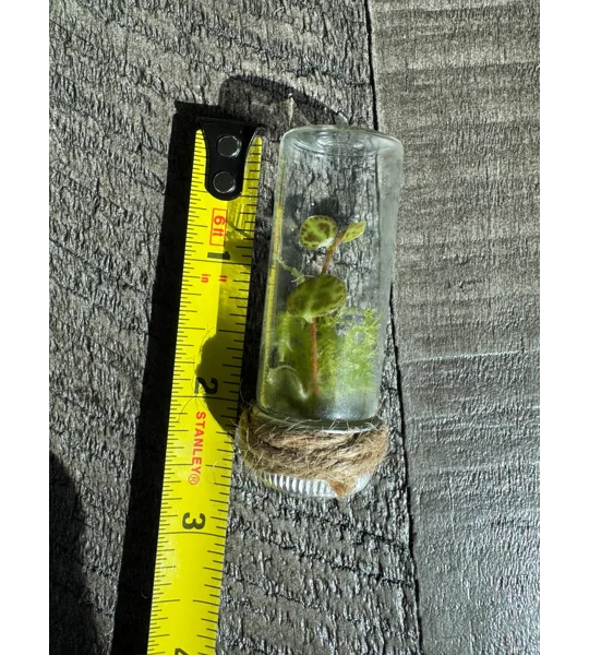 Handmade Teeny Tiny Terrarium - String Of Turtles - Peperomia Prostrata