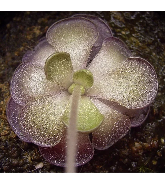 Butterwort - Pinguicula Cyclosecta - Carnivorous Plant Start