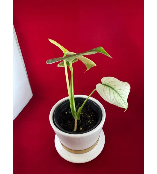 4” Monstera Deliciosa ‘White Monster’ (Very High Color)