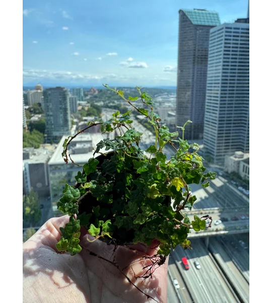 String Of Frogs - Ficus Pumila - Live Potted Plant - Creeping Fig