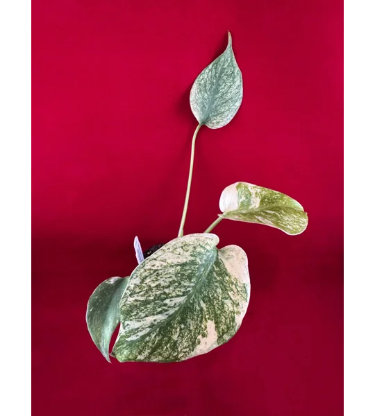 Monstera Deliciosa 'Mint Variegated' – High Color Plant (2 inch Potted)