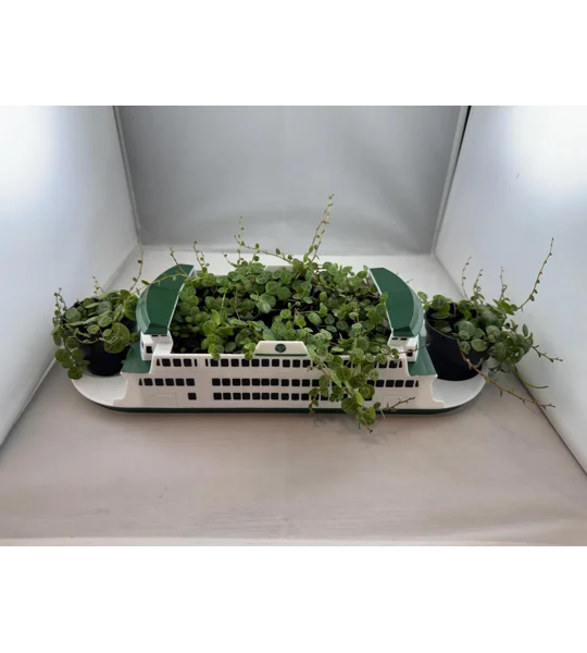 String Of Turtles - Peperomia Prostrata - 2” Pot
