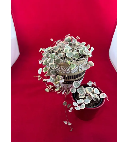 Variegated String Of Hearts - Ceropegia woodii - Potted Plant
