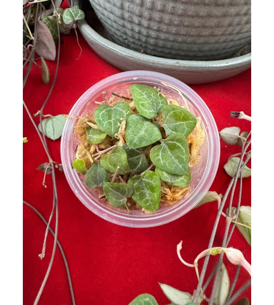String Of Hearts - Ceropegia woodii - Plant Start Propagation Kit