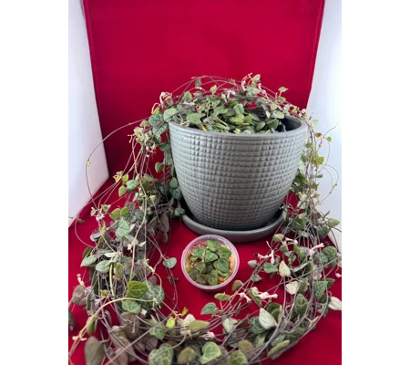 String Of Hearts - Ceropegia woodii - Plant Start Propagation Kit