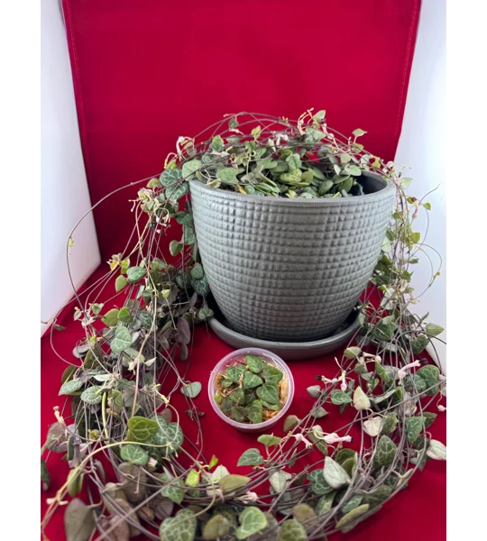 String Of Hearts - Ceropegia woodii - Plant Start Propagation Kit