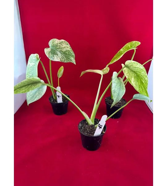 Monstera Deliciosa 'Mint Variegated' – High Color Plant (2 inch Potted)