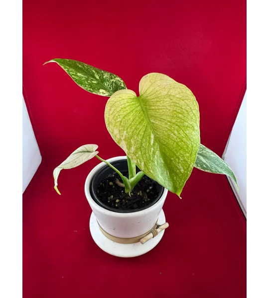 4” Monstera Deliciosa ‘White Monster’ (Very High Color)
