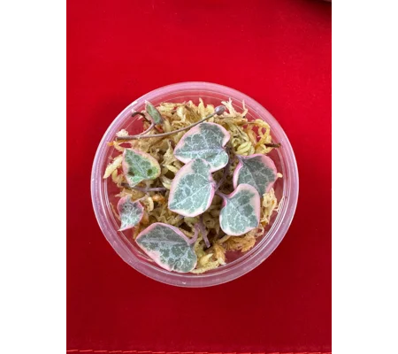 Variegated String Of Hearts - Ceropegia woodii - Plant Start Propagation Kit