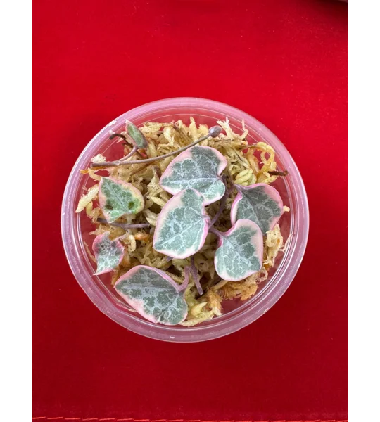 Variegated String Of Hearts - Ceropegia woodii - Plant Start Propagation Kit