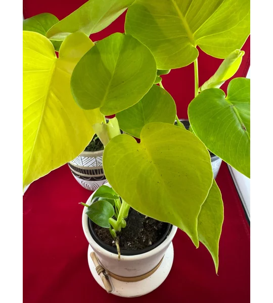 Monstera ‘Lemon Lime’ Deliciosa 4