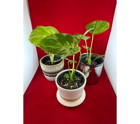 Monstera Bulbasaur Variegated 4