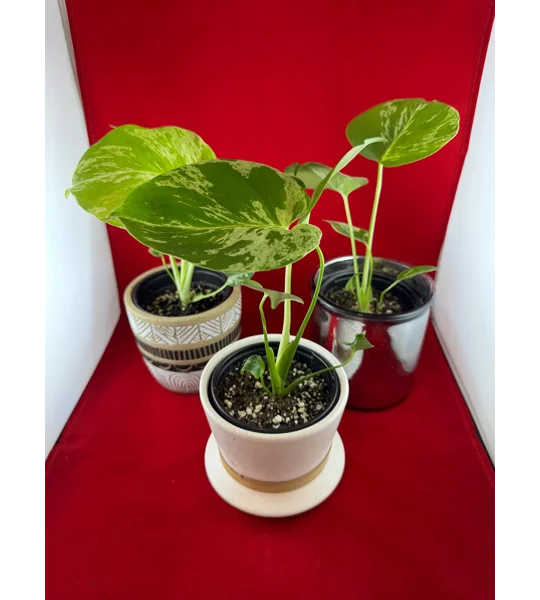 Monstera Bulbasaur Variegated 4