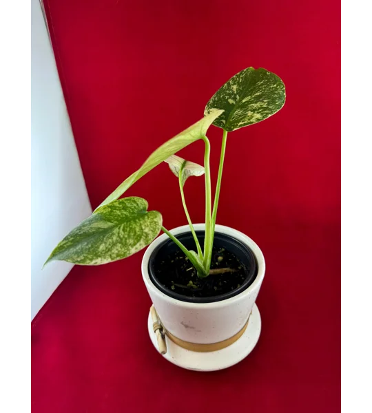 4” Monstera Deliciosa ‘White Monster’ (Very High Color)