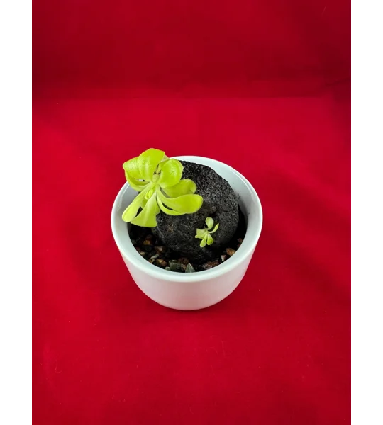 Complete Pinguicula Rock Display Kit (Pingdom)