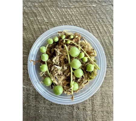 String of Pearls - Senecio Rowleyanus - Succulent Cutting in Prop Cup
