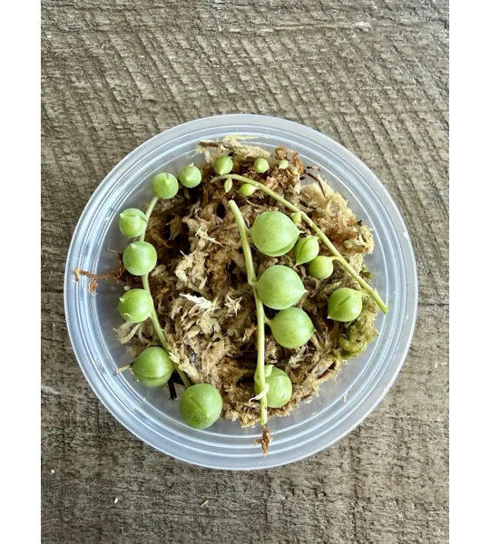String of Pearls - Senecio Rowleyanus - Succulent Cutting in Prop Cup